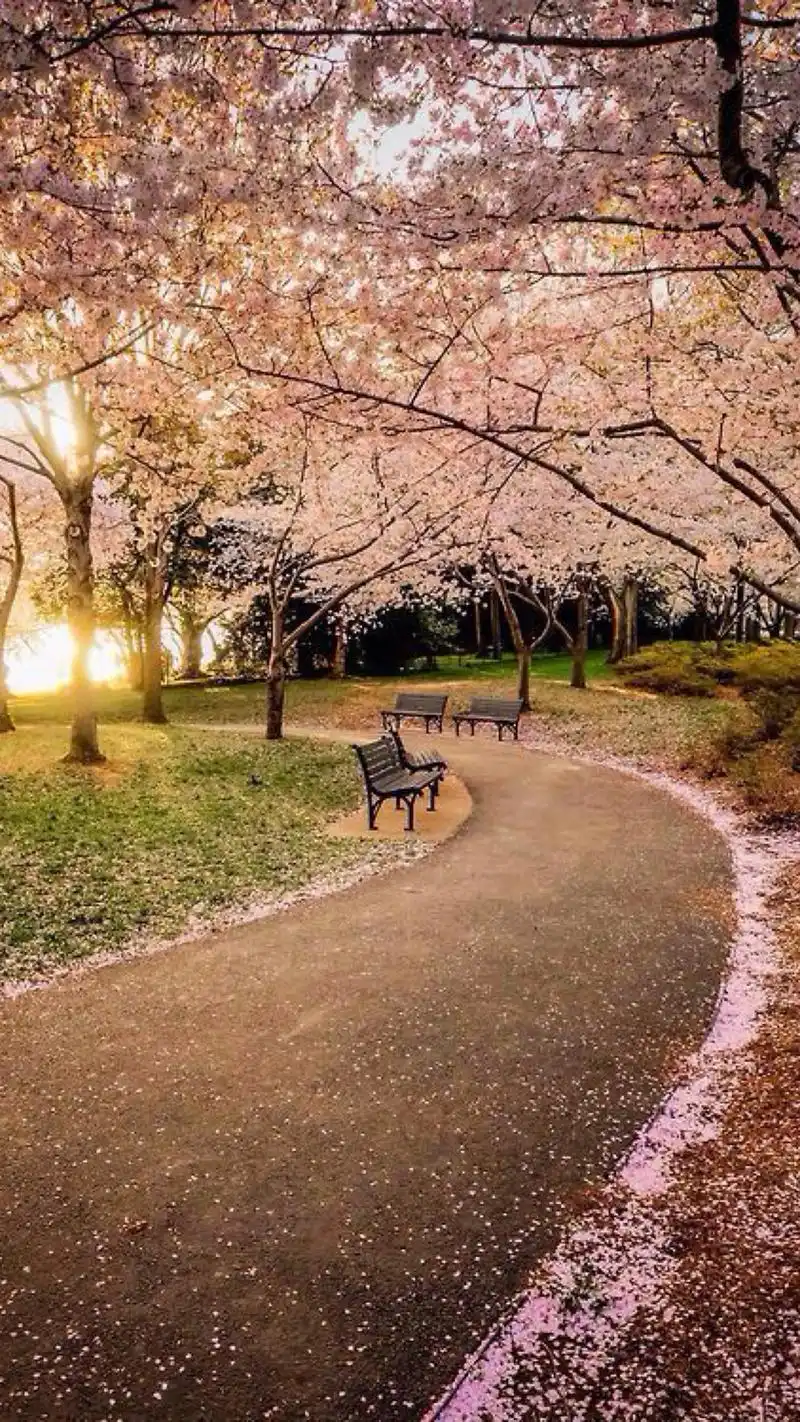 唯美樱花摄影写真高清桌面壁纸