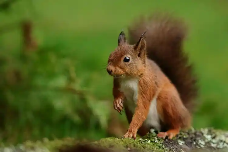 哺乳动物性质棕色野生动物可爱户外毛皮蓬松动物在野外简介壁纸细节