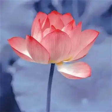 高清好看中老年荷花头像图片