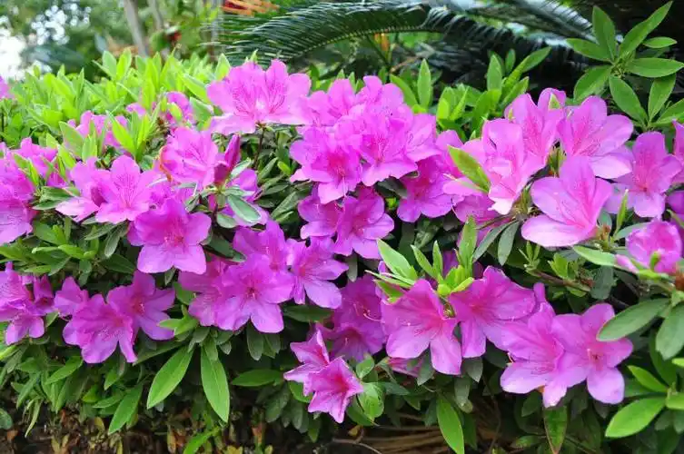 人间最美四月天,杜鹃花开映山红