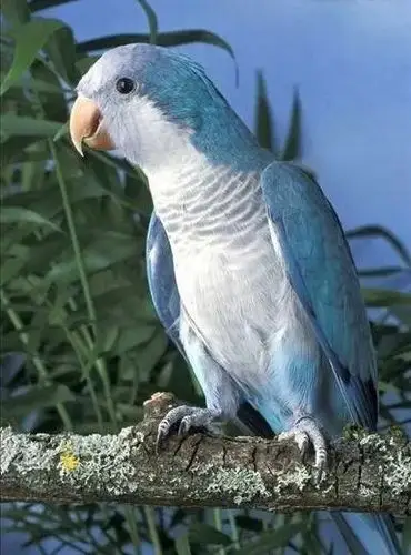 "蓝和尚"鹦鹉,图自百度百科