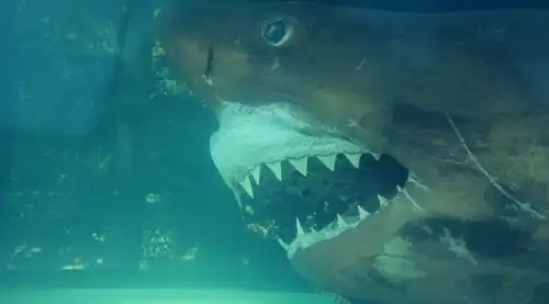 废弃水族馆惊现僵尸鲨鱼恐怖片的素材又增加了