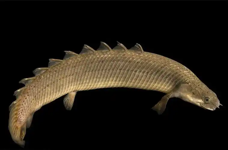 外表最接近恐龙的现代生物,八个背鳍一身硬甲,江湖人称九节龙