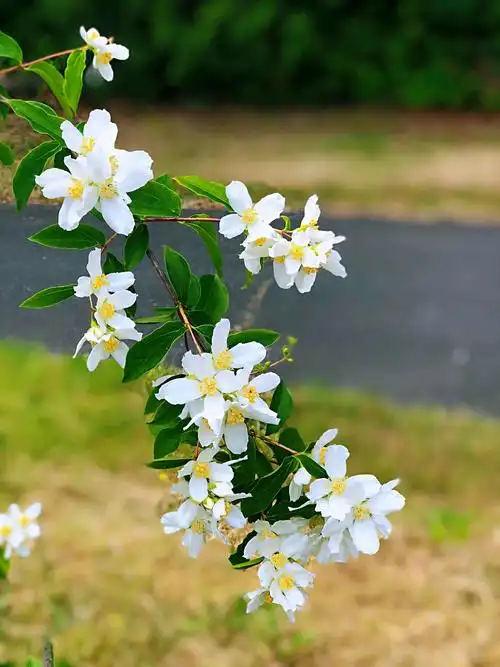 梅花图片大全大图(山梅花) - 赤虎壹号