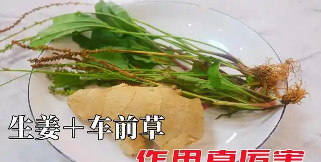 车前草生姜教你一个营养做法老人小孩都爱吃试试