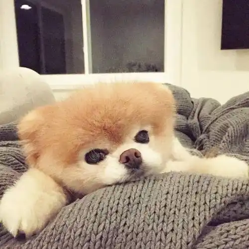 萌萌哒 小狗 可爱 宠物 ins:buddyboowaggytails