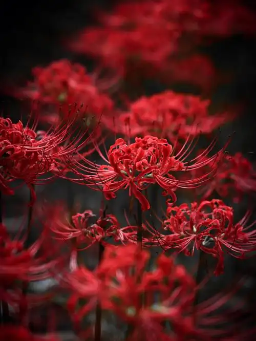 彼岸花开开彼岸,忘川河畔亦忘川