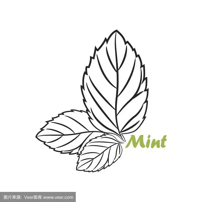 矢量插图手绘薄荷
