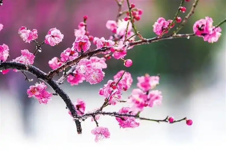 雪中绽放的梅花