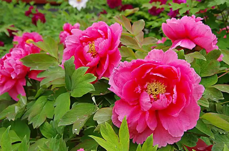 牡丹花图片_图片大全