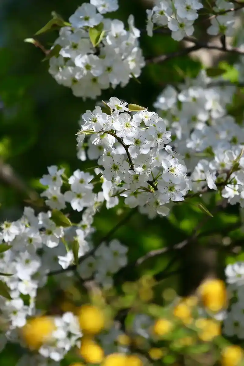 梨花#唯美意境 #慢下来看世界 #捕捉身边的美 #三门峡 - 抖音