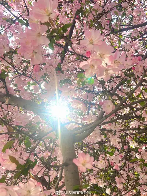 壁纸 花 桌面 690_920 竖版 竖屏 手机