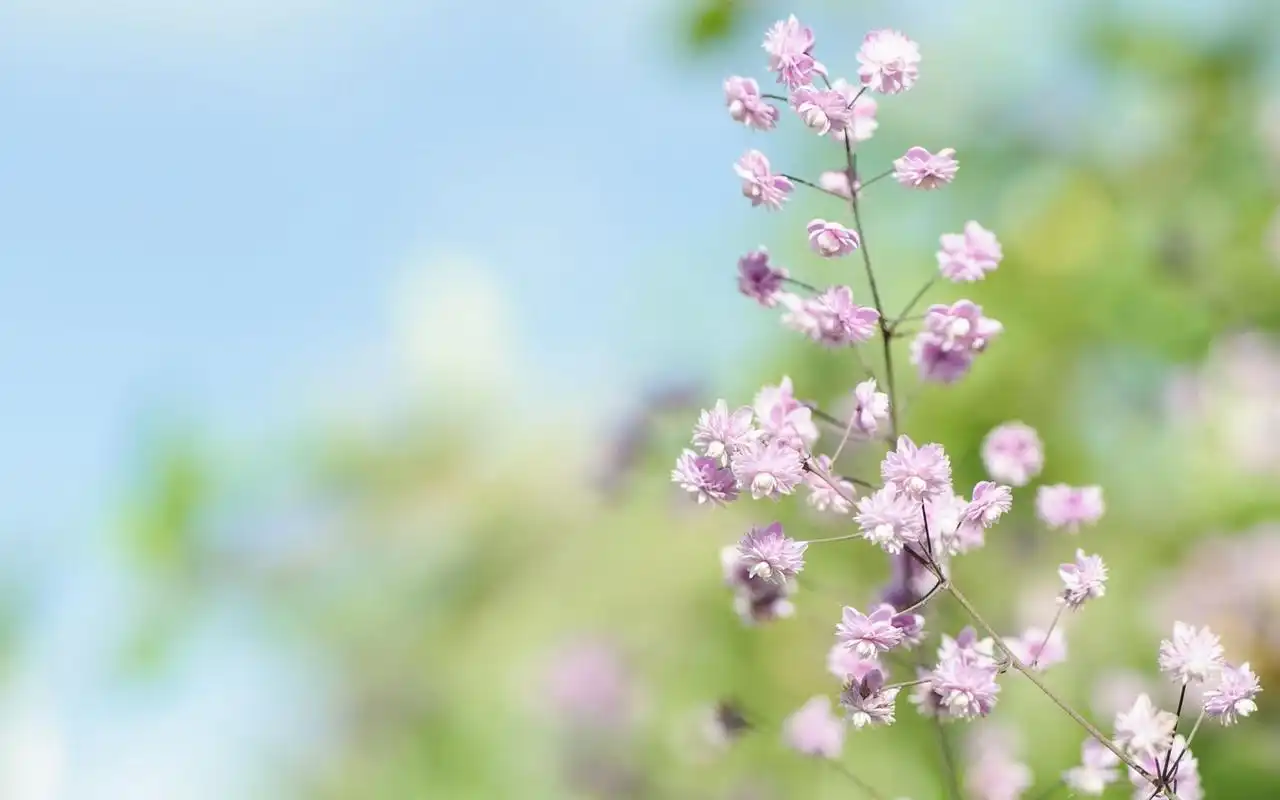 唯美小清新植物图片高清电脑壁纸,分辨率:1920x1200