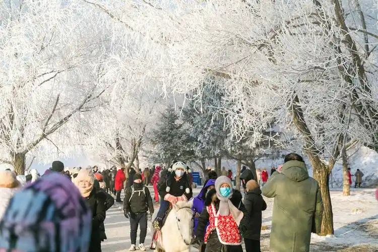 畔的雾凇景观势头正盛,江雾笼罩,沃野山川凝霜挂雪,杨柳松枝戴玉披银