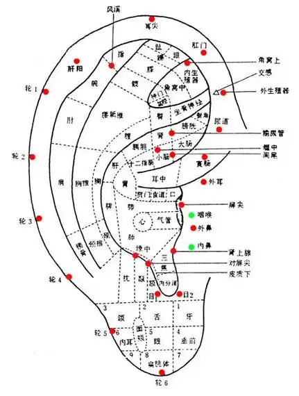 耳朵上的穴位有很多,通过对相关耳穴的有效刺激,可以对一些急慢性疾病