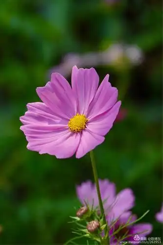 格桑花:一个古老而美丽动人的传说!