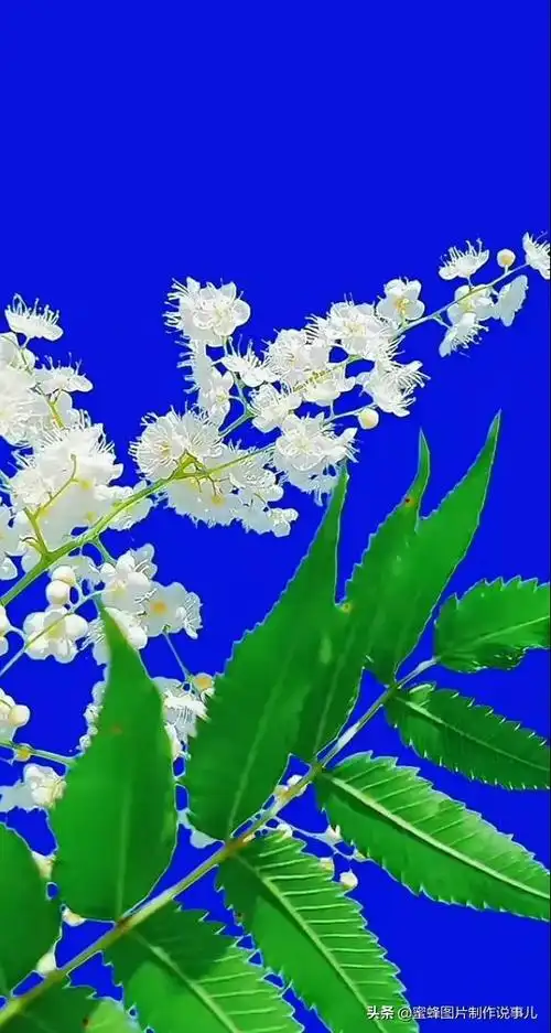 壁纸美图,一束鲜花醉蓝天,美醉了_网易订阅