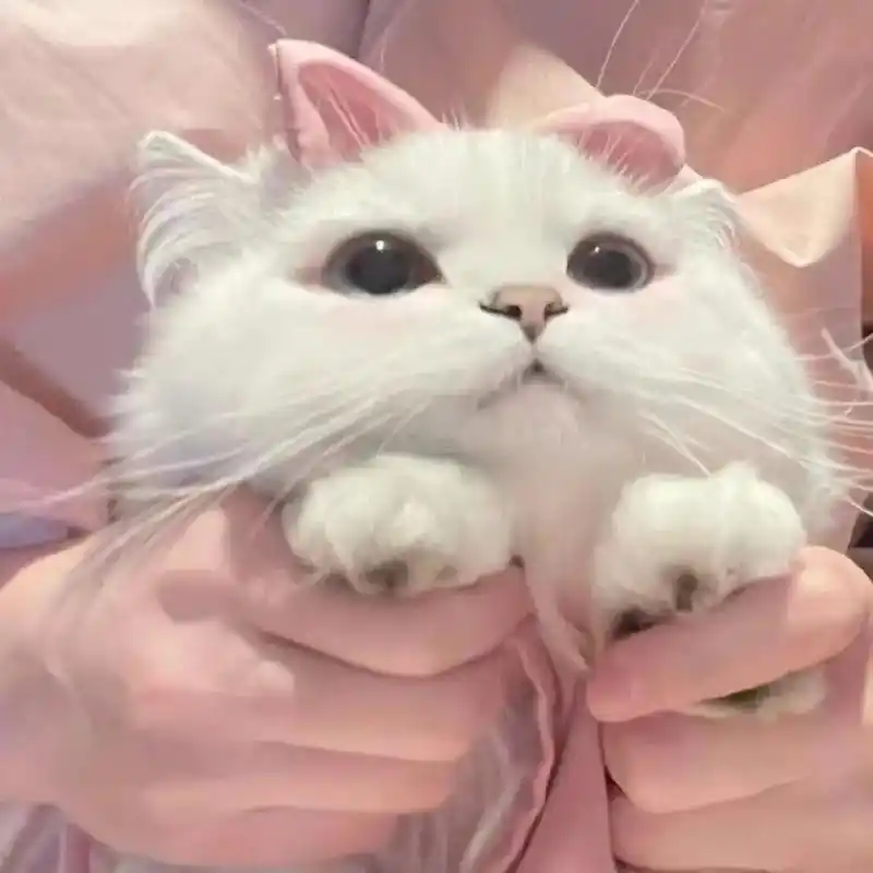 萌宠 #可爱到爆炸99 #猫咪 #萌宠头像 #闺蜜头像 - 抖音