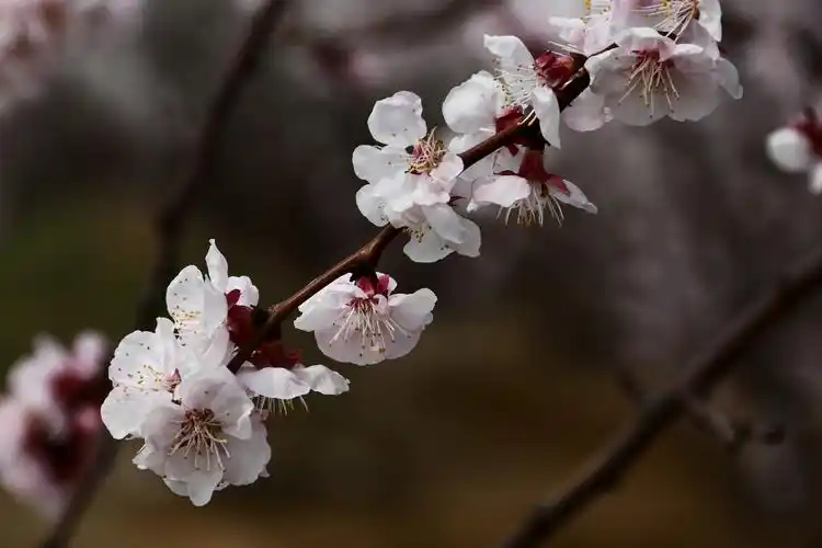 杏花图片鲜花花朵花卉杏花