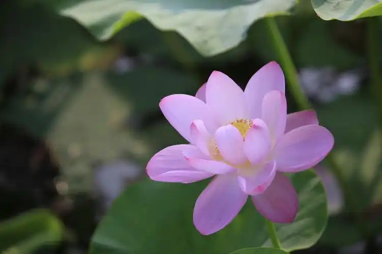 荷花,唯美了整个夏天…… 炎炎夏日,满池荷花送来香气,乘着轻风,凉爽