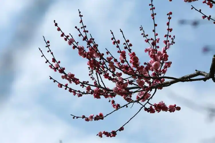 梅花入诗词,惊艳你的双眼!
