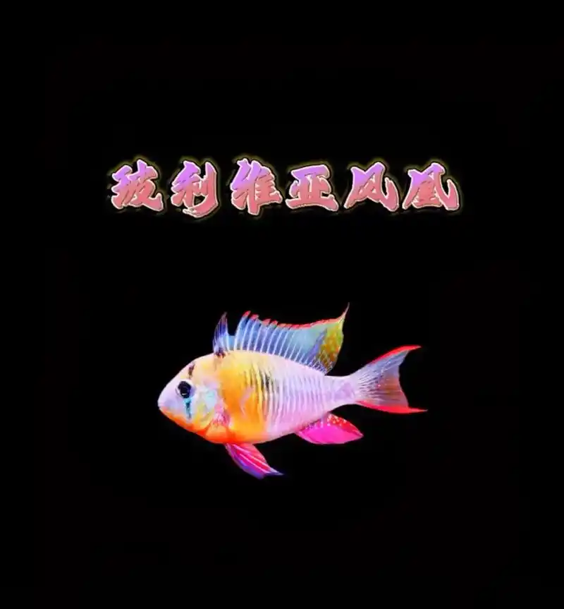 玻利维亚凤凰 西非红肚凤凰 小型鲷科鱼.草缸淡水短鲷  玻利 - 抖音