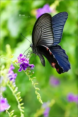 【转载】[原创]见蝶记(64)——蓝凤蝶