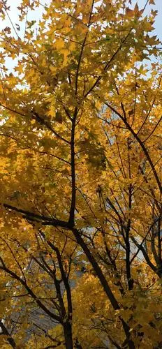 秋冬美景图片欣赏