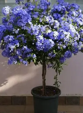 树桩月季花女王蓝色风暴花朵棒棒糖