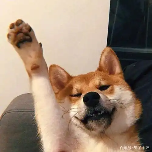 前方一群小可爱邀请您击掌,握了手手就是一辈子的主人咯!