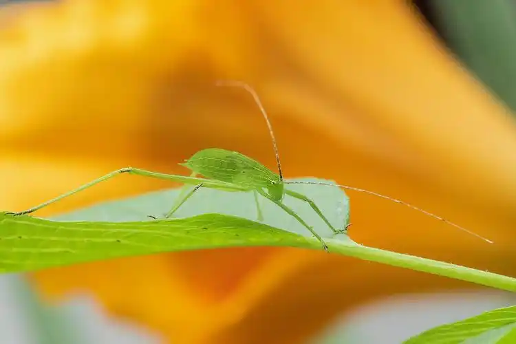 螽斯:俗称蝈蝈,绿色或褐色昆虫,善跳跃,吃农作物.