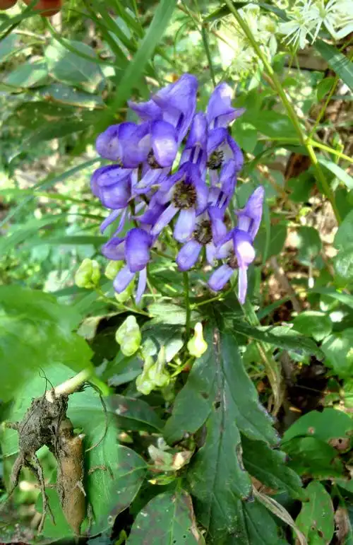 黑龙江日月峡国家森林公园