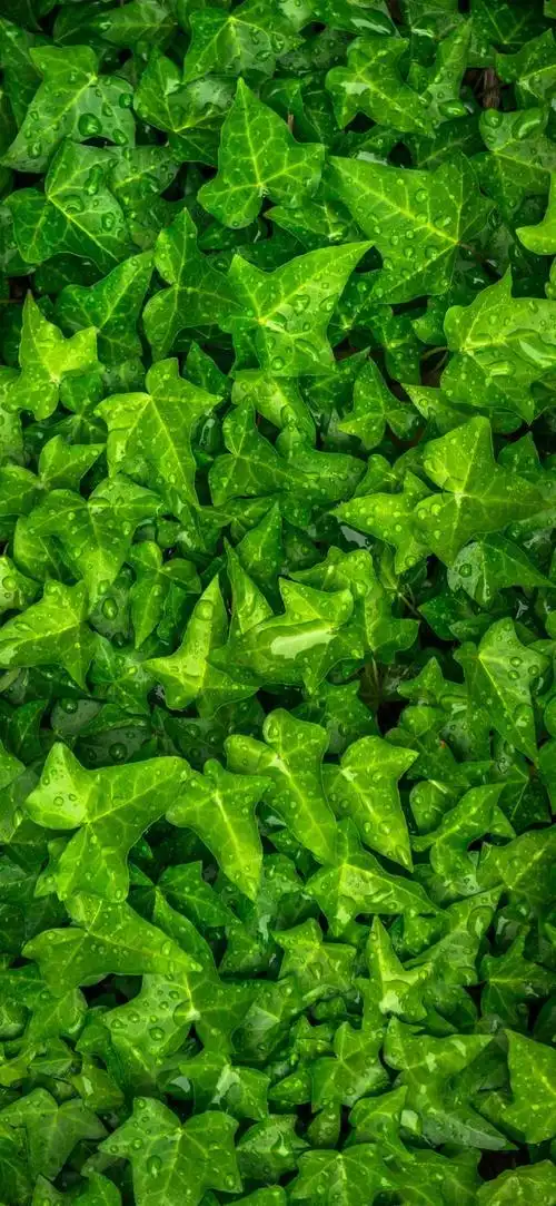 最新超清护眼手机壁纸(100张绿色护眼手机壁纸)(9)