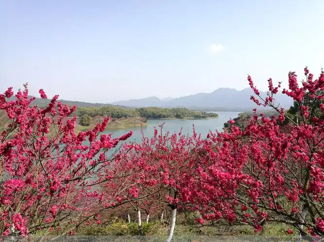 庐山西海花源谷桃花烂漫山水间