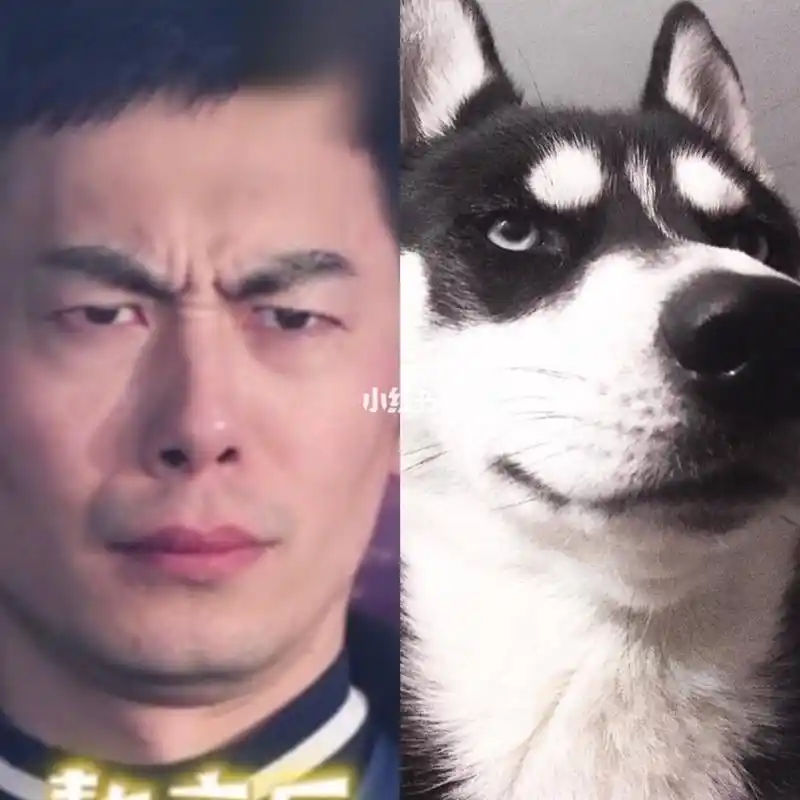 朱亚文熬夜变表情包,实力撞脸哈士奇