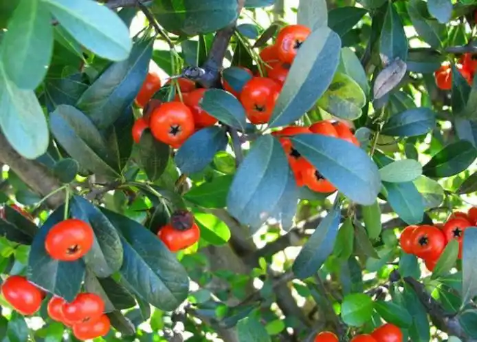 小丑火棘的果实作用