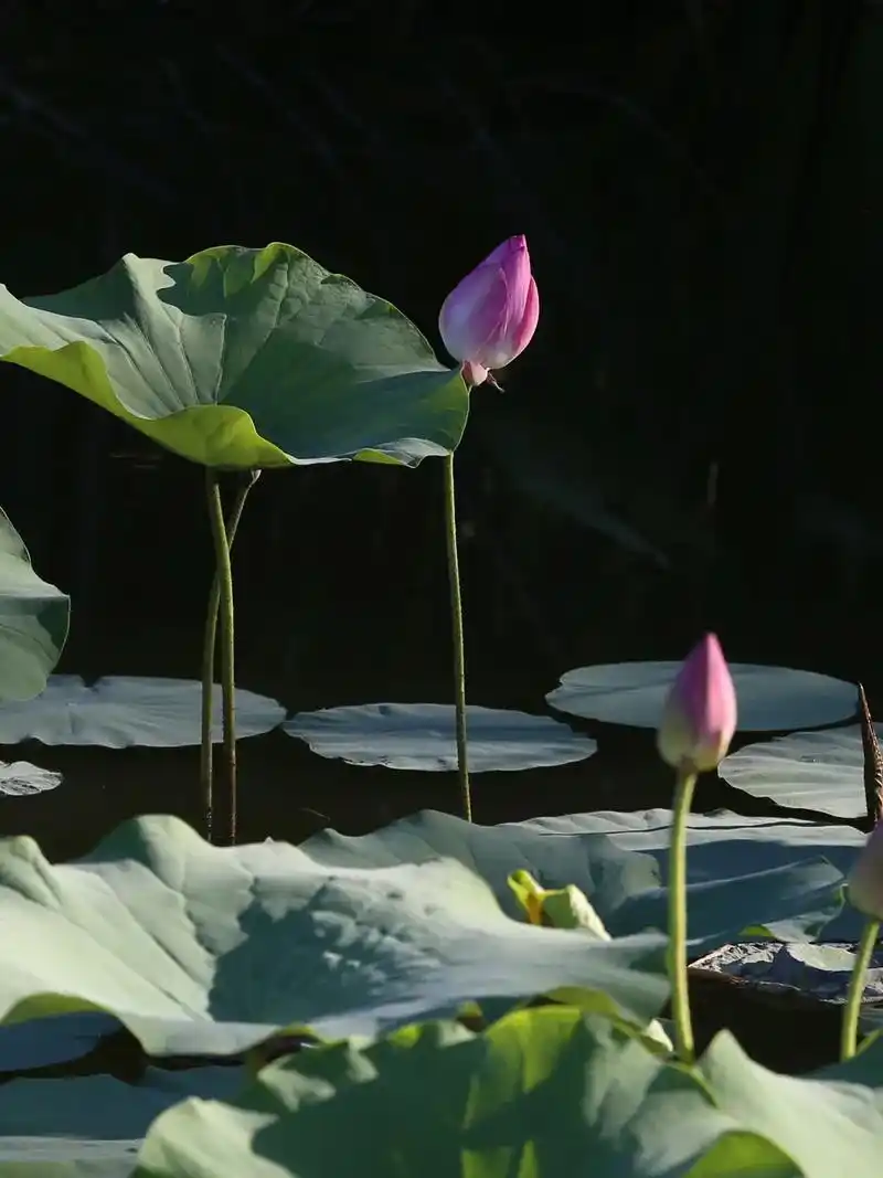 风动菏生香#夏日荷花 #摄影 #捕捉身边的美好 - 抖音