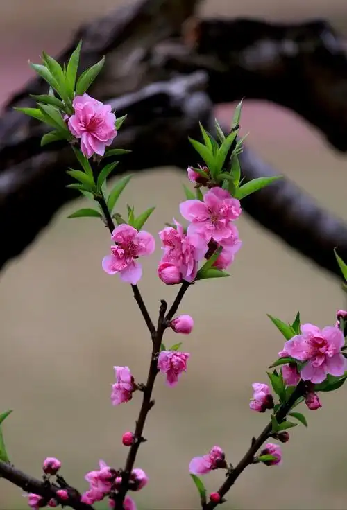 桃花盛开春满园