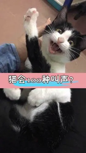 猫竟然会100种叫声怎么做到的