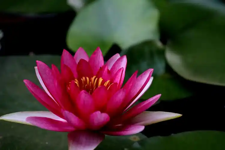 发一组红颜色的莲花,祝nex---6新版论坛红红火火