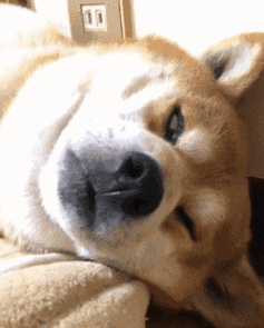 不管在哪,做什么,berry总能一秒睡着,而且姿势充满魔性,不怕脖子扭到