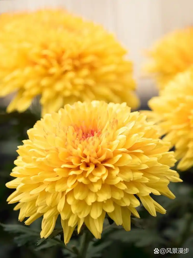 以下是一些菊花养殖方法和管理的关键步骤 🌸选取合适的品种 不同的