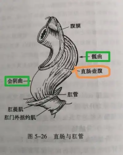 直肠癌术后2年复查正常,复发几率还有多大?医生跟您算一算