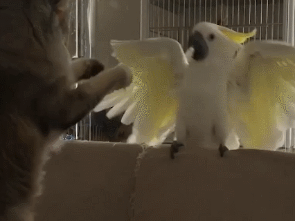 鹦鹉手欠去撩猫咪,猫咪醒的一瞬间鹦鹉秒怂,这过程我快笑趴了!