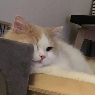 有气质温柔可爱萌宠头像唯美大全 最新版个性很甜精致小猫咪头像_动物