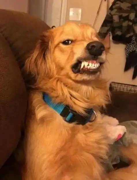 狗狗突然对主人很凶_狗冲主人叫是什么原因