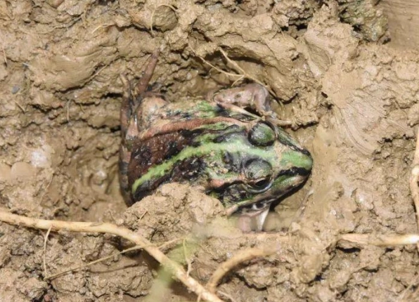 青蛙冬眠吗?动物为什么会冬眠?哪些常见动物会冬眠?- 农林牧渔科技_赢