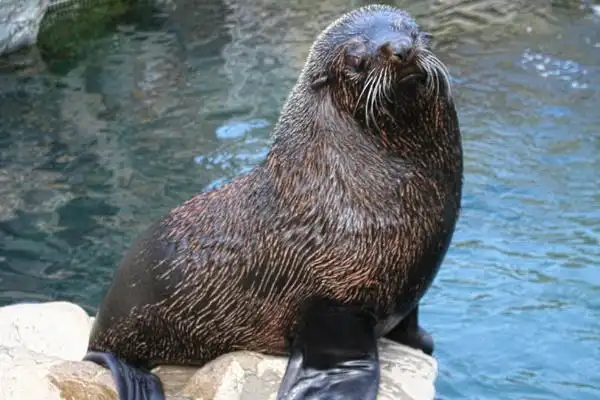 南美毛皮海狮:下潜170米仅需7分钟可存活30年 - 吐客网