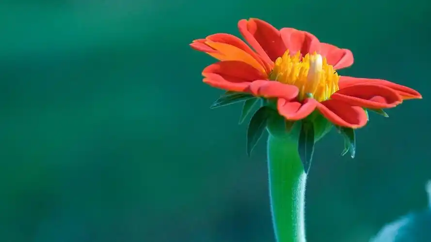 高清桌面壁纸保护眼睛内容|高清桌面壁纸保护眼睛版面设计