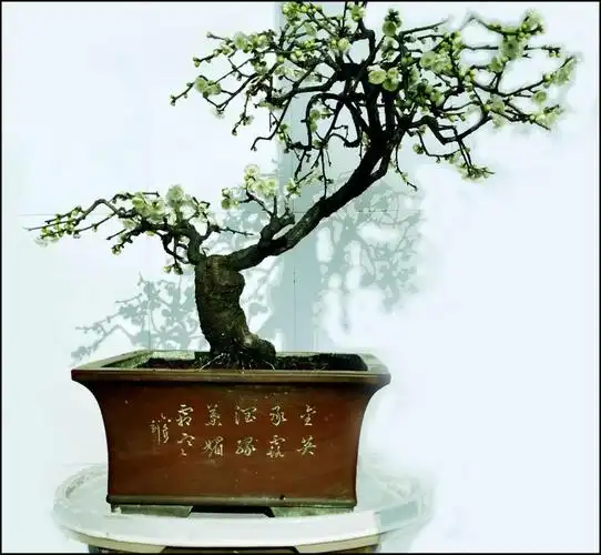 盆景(绿梅)